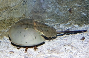 Japanese Horseshoe Crab (Tachypleus gigas) Japanese Horseshoe Crab (Tachypleus gigas)
