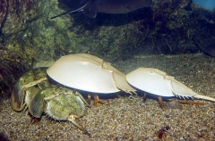 Horseshoe Crab (Limulus polyphemus) Horseshoe Crab (Limulus polyphemus)
