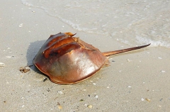 Japanese Horseshoe Crab (Tachypleus gigas) Japanese Horseshoe Crab (Tachypleus gigas)
