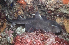 Mexican Horn Shark (Heterodontus mexicanus)