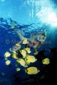 Milletseed Butterflyfish (Chaetodon miliaris)