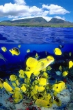 Milletseed Butterflyfish (Chaetodon miliaris) Milletseed Butterflyfish (Chaetodon miliaris)