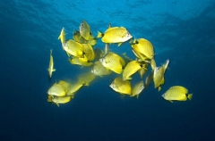 Milletseed Butterflyfish (Chaetodon miliaris) Milletseed Butterflyfish (Chaetodon miliaris)