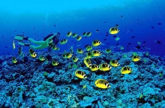 Raccoon Butterflyfish (Chaetodon lunula) Raccoon Butterflyfish (Chaetodon lunula)
