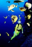 Raccoon Butterflyfish (Chaetodon lunula) Raccoon Butterflyfish (Chaetodon lunula)