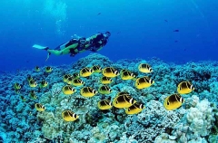 Raccoon Butterflyfish (Chaetodon lunula) Raccoon Butterflyfish (Chaetodon lunula)