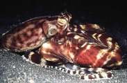 Mimic Octopus (Octopus sp.) Mimic Octopus (Octopus sp.)