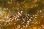 Mimic Octopus (Thaumoctopus mimicus) Mimic Octopus (Thaumoctopus mimicus)