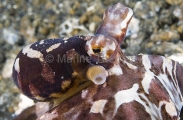 Banded Octopus (Octopus sp.)