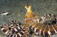 Banded Octopus (Octopus sp.) Banded Octopus (Octopus sp.)