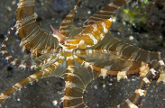 Banded Octopus (Octopus sp.) Banded Octopus (Octopus sp.)