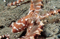Banded Octopus (Octopus sp.)