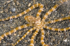 Banded Octopus (Octopus sp.) Banded Octopus (Octopus sp.)