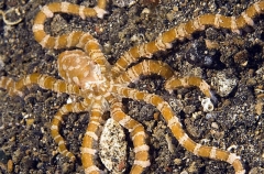 Banded Octopus (Octopus sp.) Banded Octopus (Octopus sp.)