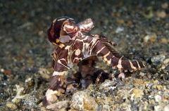 Banded Octopus (Octopus sp.) Banded Octopus (Octopus sp.)