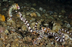 Banded Octopus (Wunderpus photogenicus) Banded Octopus (Wunderpus photogenicus)