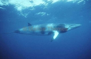 Minke Whale (Balaenoptera acutorostrata) Minke Whale (Balaenoptera acutorostrata)
