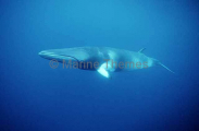 Minke Whale (Balaenoptera acutorostrata)