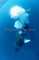 Minke Whale (Balaenoptera acutorostrata) Minke Whale (Balaenoptera acutorostrata)