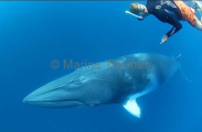 Minke Whale (Balaenoptera acutorostrata)