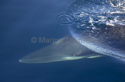 Minke Whale (Balaenoptera acutorostrata) Minke Whale (Balaenoptera acutorostrata)