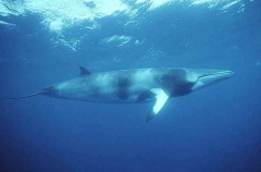 Minke Whale (Balaenoptera acutorostrata) Minke Whale (Balaenoptera acutorostrata)
