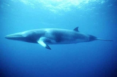 Minke Whale (Balaenoptera acutorostrata) Minke Whale (Balaenoptera acutorostrata)