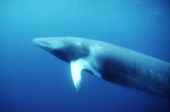 Minke Whale (Balaenoptera acutorostrata) Minke Whale (Balaenoptera acutorostrata)