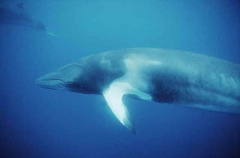 Minke Whale (Balaenoptera acutorostrata) Minke Whale (Balaenoptera acutorostrata)