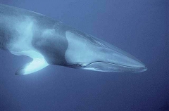 Minke Whale (Balaenoptera acutorostrata) Minke Whale (Balaenoptera acutorostrata)