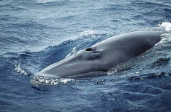 Minke Whale (Balaenoptera acutorostrata) Minke Whale (Balaenoptera acutorostrata)