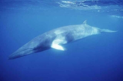 Minke Whale (Balaenoptera acutorostrata) Minke Whale (Balaenoptera acutorostrata)