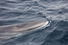 Minke Whale (Balaenoptera acutorostrata) Minke Whale (Balaenoptera acutorostrata)