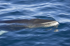 Minke Whale (Balaenoptera acutorostrata) Minke Whale (Balaenoptera acutorostrata)
