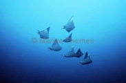 Pygmy Devilrays (Mobula eregoodootenkee) Pygmy Devilrays (Mobula eregoodootenkee)