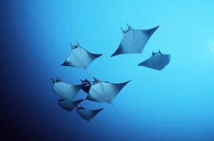 Pygmy Devilrays (Mobula eregoodootenkee) Pygmy Devilrays (Mobula eregoodootenkee)