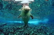 Hawaiian Monk Seal (Monachus schauinslandi) Hawaiian Monk Seal (Monachus schauinslandi)