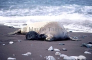 Hawaiian Monk Seal (Monachus schauinslandi) Hawaiian Monk Seal (Monachus schauinslandi)