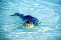 Monk Seal (Monachus schauinslandi) Monk Seal (Monachus schauinslandi)