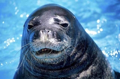 Hawaiian Monk Seal (Monachus schauinslandi) Hawaiian Monk Seal (Monachus schauinslandi)