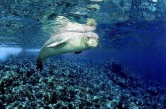Hawaiian Monk Seal (Monachus schauinslandi) Hawaiian Monk Seal (Monachus schauinslandi)