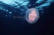 Moon Jellyfish (Aurelia aurita)