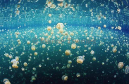 Moon Jellyfish (Aurelia aurita) Moon Jellyfish (Aurelia aurita)