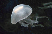 Moon Jellyfish (Aurelia aurita) Moon Jellyfish (Aurelia aurita)