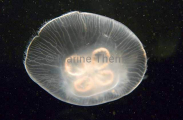 Moon Jellyfish (Aurelia aurita) Moon Jellyfish (Aurelia aurita)