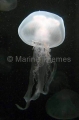 Moon Jellyfish (Aurelia aurita) Moon Jellyfish (Aurelia aurita)