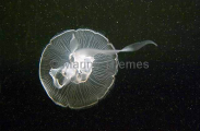 Moon Jellyfish (Aurelia aurita) Moon Jellyfish (Aurelia aurita)