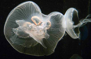 Moon Jellyfish (Aurelia aurita) Moon Jellyfish (Aurelia aurita)