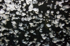Moon Jellyfish (Aurelia aurita) Moon Jellyfish (Aurelia aurita)