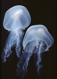 Moon Jelly (Aurelia aurita) Moon Jelly (Aurelia aurita)